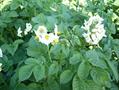 Solanum tuberosum
